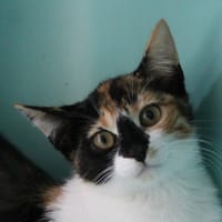 RIHANNA, chatte à adopter