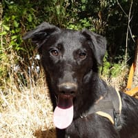 Arwen, chienne à adopter