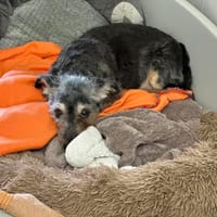 GRIBOUILLE, chien à adopter