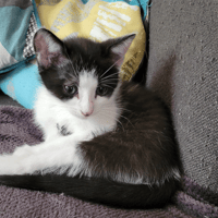 ALONE, chat à adopter