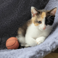 APRIL, chatte à adopter
