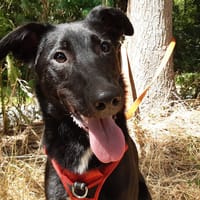Anaria, chienne à adopter