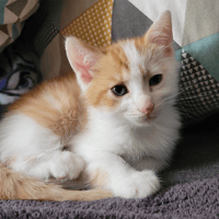 AUNT, chat à adopter