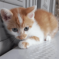 ANKEL, chat à adopter