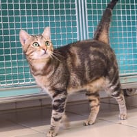 Smoothie, chat à adopter