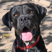 Etoile, chienne à adopter