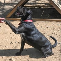 Etoile, chienne à adopter