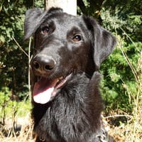 Arachné, chienne à adopter