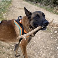 Prince, chien à adopter