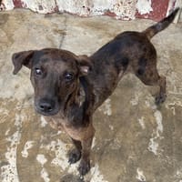 POKER, chien à adopter