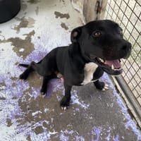 YANKI, chien à adopter