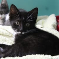 EGLANTINE, chatte à adopter