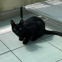 EBENE, chat à adopter