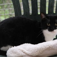 ROUDOUDOU, chatte à adopter