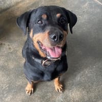 MOLLY, chienne à adopter