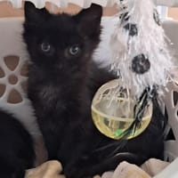 CACAHUETE, chatte à adopter