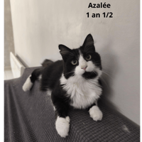 Azalée, chatte à adopter