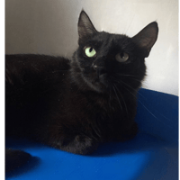 April, chatte à adopter