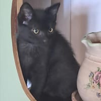 MIKADO, chat à adopter