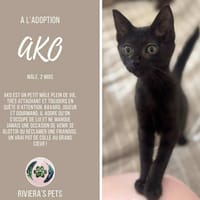 Ako, chat à adopter