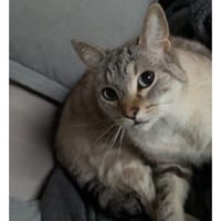 Nougat, chat à adopter