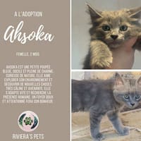 Ahsoka, chatte à adopter