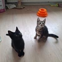 Jules en James, katers ter adoptie