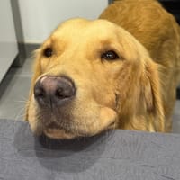 OLIVER, chien à adopter
