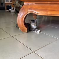 SELYRA, chatte à adopter