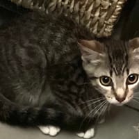 KAELYS, chat à adopter