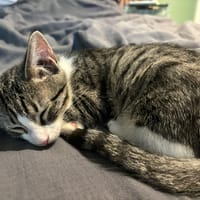 LOULOU, chat à adopter