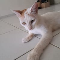PALKIA, chatte à adopter