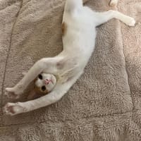 COQUELICOT, chat à adopter