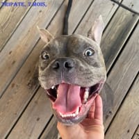 tripate, chien à adopter