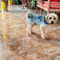 cordocou, chien à adopter