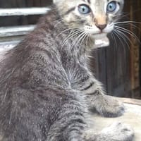 Arawak, chat à adopter