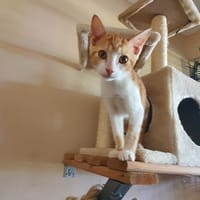roukmoute, chatte à adopter
