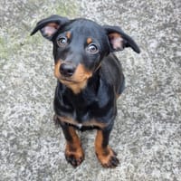 RAZMO, chien à adopter