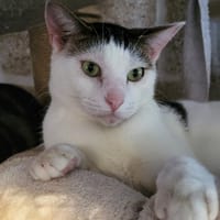 TROUBADOUR, chat à adopter