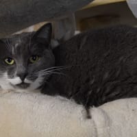 USHA, chatte à adopter