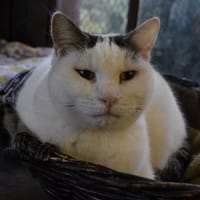 TANGO, chat à adopter