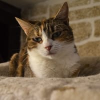 TEBELLE, chatte à adopter