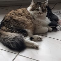 TIMBO, chat à adopter