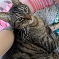 AIME, chat à adopter