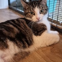 AVRIL, chatte à adopter