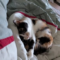 ARWEN, chatte à adopter