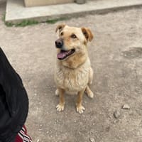 SIMBA bel giovanotto, cane da adottare