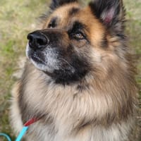 Baril, pies do adopcji