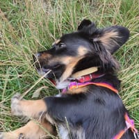 Szalik, pies do adopcji