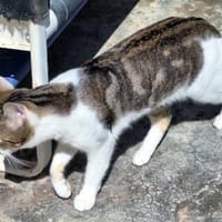 Junger, sozialer Kater Zorro, Kater zur Adoption